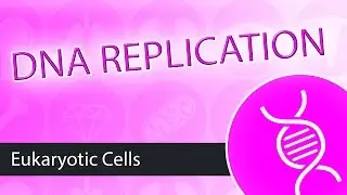 DNA Replication- Eukaryotes