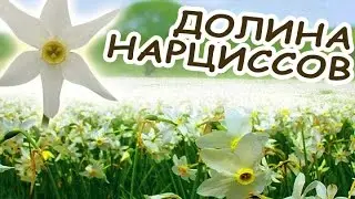 Valley of DAFFODILS in Transcarpathia