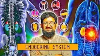 Endocrine System | One Shot Video