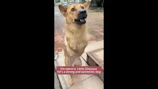 His name is Little Dinosaur .He's had a lot of bad things happened to him