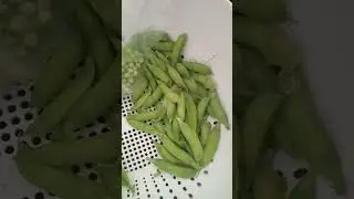 Results 2 months after planting the grocery isle dried peas!