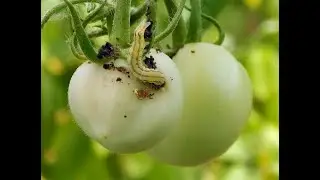 Atenție! Omida fructelor tomatelor! Metode eficiente de combatere.