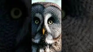 Dangerous Owl Sound 🦉| owl 