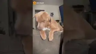 хвосты и уши