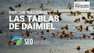 🔴 Parque Nacional de las Tablas de Daimiel, Ciudad Real, España