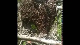 Рой заселяю в улей. 13.06.17 г.