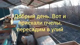 Пчелопакет, пересадка пчелы в удья.