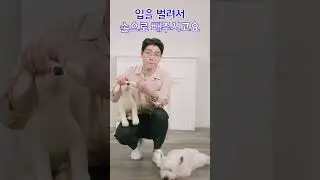 강아지 목에 무언가 걸렸다면? 🙀 이렇게! 😊
