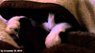 Schlaf schön Süße! / Sleep well my Sweet! by Crusader XL