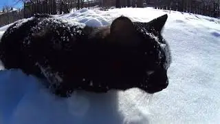 Злой Кот держит в страхе деревенского пса  Angry Cat