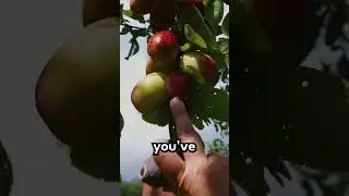 Pruning plum trees to avoid fungal disease #Shorts #Pruning #fruit