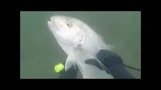 #gianttrevally #spearfishing