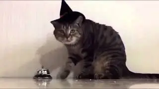 Зря кота научили)