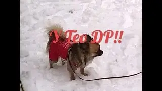 У Тедди ДР!!!