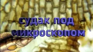 Судак под микроскопом