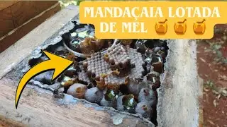 🟡Division of Mandaçaia bees by modules! The ideal point for a safe division! #meliponiculture🇧🇷