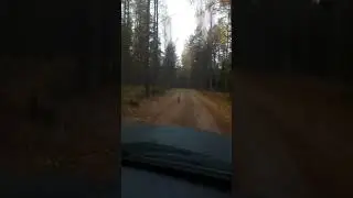 Глухарь на просёлке.