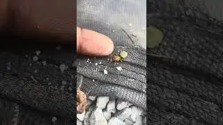How to find Quine ant