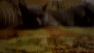 Ноги паши