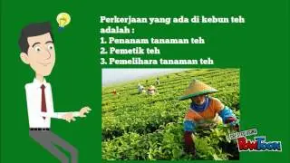 Pekerjaan yang ada di kebun teh