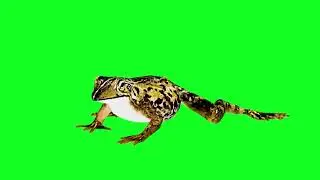 frog walking green screen effect 