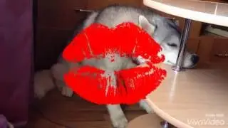 Хаски Хантер спит стоя :)