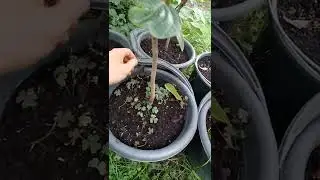 Сад, результати року.