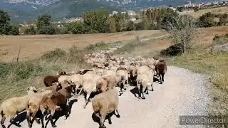 Эти милые животные