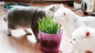Кошки едят траву