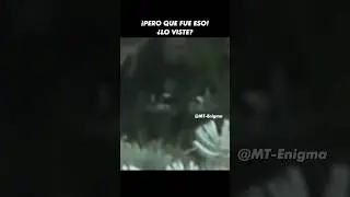 Desconocida ¿Criatura del Bosque? @MT-Enigma #misteriosos #amazing #scary #creepy