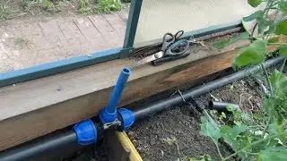 Капельный полив 💦 в теплице с помидорами🍅🍅🍅