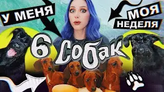 6 СОБАК - это НОРМА!? / VLOG: жиза, друзья и хрючево!