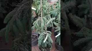 🍁🍃🍂На штамбе ели, пихты, можжевельники, сосны и др | Telegram: https://t.me/love_is_hvoiny_dvorik