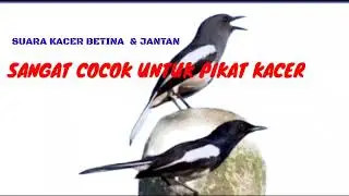 Kacer betina memanggil Kacer jantan