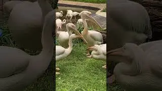 Четверной поцелуй