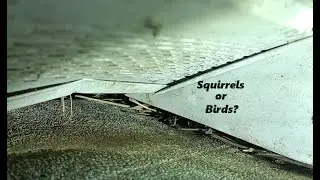 Are There Birds or Squirrels in the Soffit? | A Plan for Both