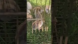 угодайте что за цыплята?