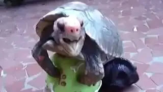 черепаха занимаеться сексом с мячем