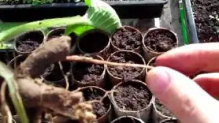 How To Gardening - Comfrey plant propogation - new plants