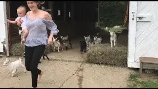 Running of the Goats 2018- 53 goat babies run to bed.