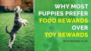 Why Most Puppies Prefer Food Rewards Over Toy Rewards with Michael Ellis