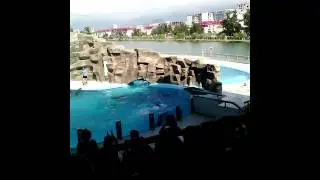 Дельфины танцуют ламбаду  )))))))))))))