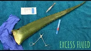 [ASMR] Surgery On Aloe Vera Leaf