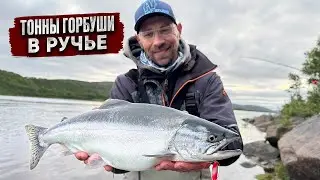 ТОННЫ ГОРБУШИ зашли в РУЧЕЙ на нерест! МЕДВЕДИ, рыбалка и красоты КОЛЬСКОГО полуострова!