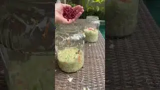 How to cook cabbage without vinegar sauerkraut. 