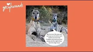 Dogs against Greyhound Racing in New Zealand