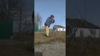 Посадка плакучих ив из брёвнышек