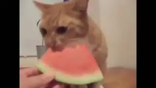 The cat eats watermelon