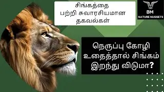 நெருப்பு கோழி உதைத்தால் சிங்கம் 🦁 இறந்து விடுமா? | BMNatureNuggets #lion #ostrich #trendingvideo