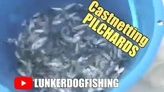 How To Castnet Pilchards #fishing #livebaitfishing #castnetfishing